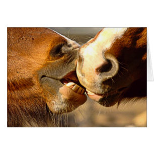 Amour animal