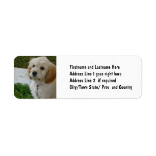 Amour de chiot - photo mignonne de chien de