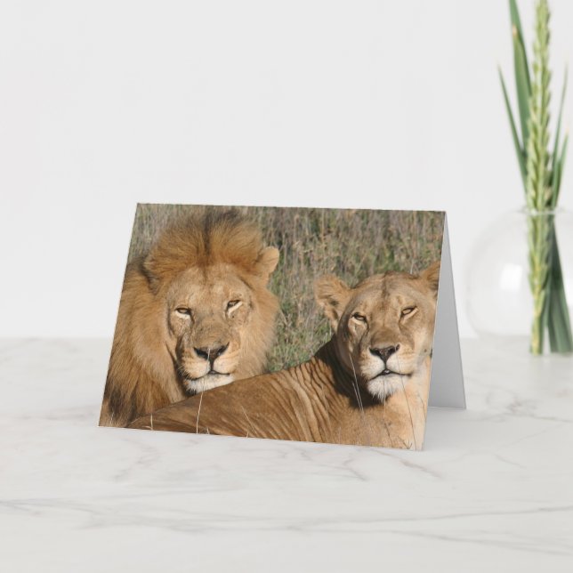 Amour de lion - carte (Devant)