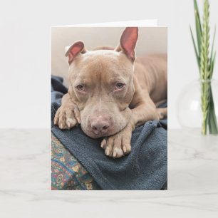 Amour de Pit Bull Carte vierge