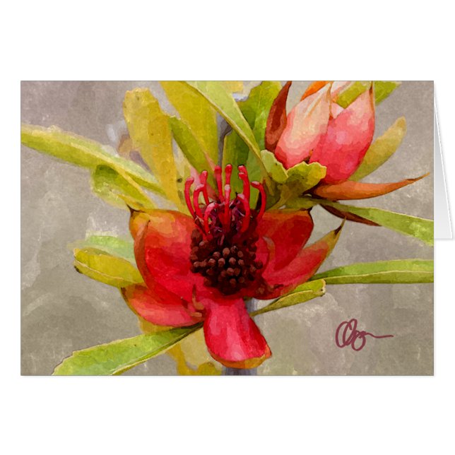 Amour de Protea (Devant horizontal)