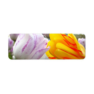 Amour de tulipe