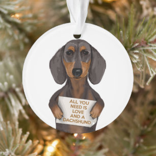 Amour et Dachshund