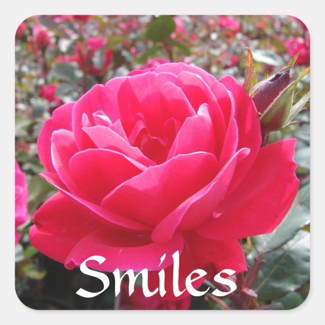 Amour et Romance sourit Stickers Rose Love Rose ro (Devant)