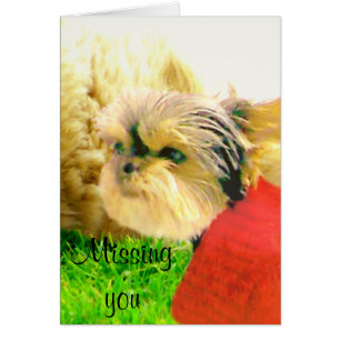 Amour et soins, Chiens_