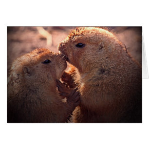 Amour sur la prairie