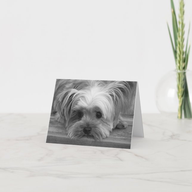 Amour Yorkshire Terrier Chien Chiot Carte Vierge (Devant)