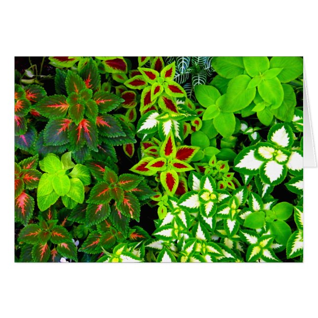 Amoureux de la Terre_ (Devant horizontal)