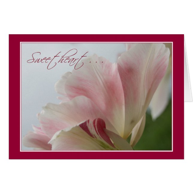 Amoureux ROSE de ~ de TULIPE (Devant horizontal)