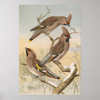 Ampelis garrulus by Johann Friedrich Naumann Poster