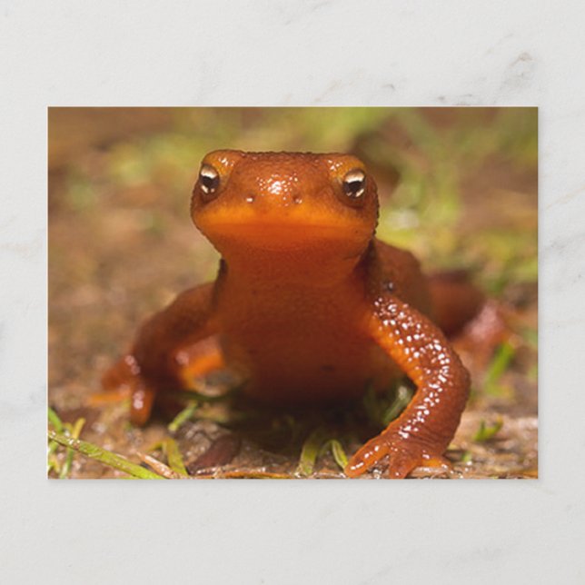Amphibian Oregon Corvallis Reptile Postcard (Front)