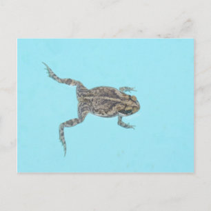 Amphibian Postcard 02