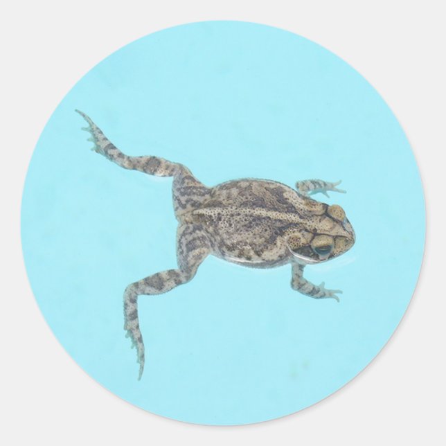 Amphibian Stickers 02 (Front)