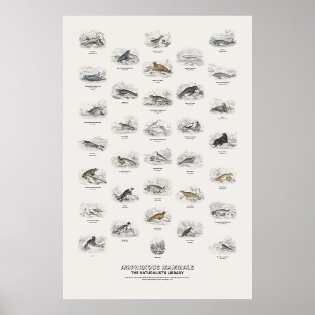 Amphibious Mammals - Naturalist's Library Poster (Front)