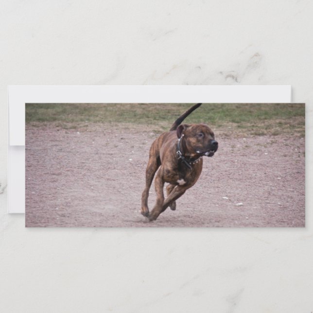 Amstaff running (Front)