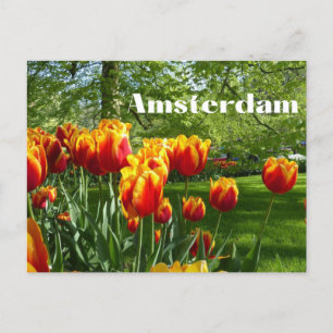Amsterdam Orange Tulips - Spring Botanical Garden Postcard