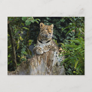 Amur Leopard Postcard