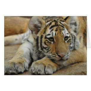 Amur Tiger