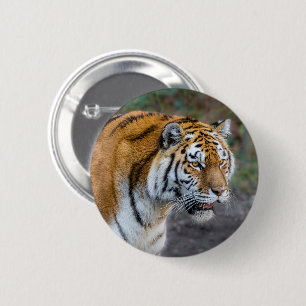 Amur tiger 2 inch round button