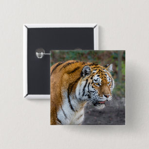 Amur tiger 2 inch square button