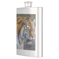 Amur tiger