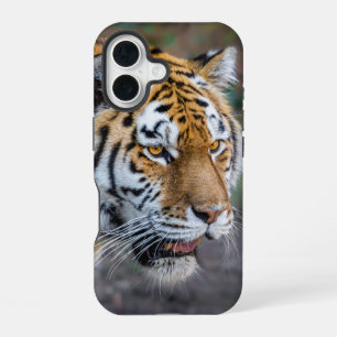 Amur tiger iPhone 16 case