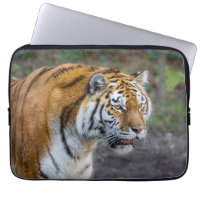 Amur tiger