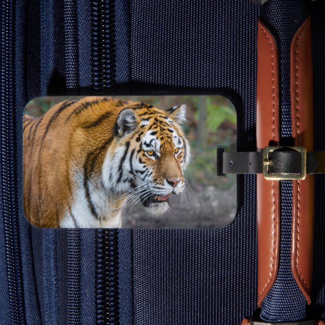Amur tiger luggage tag (Front Insitu 4)