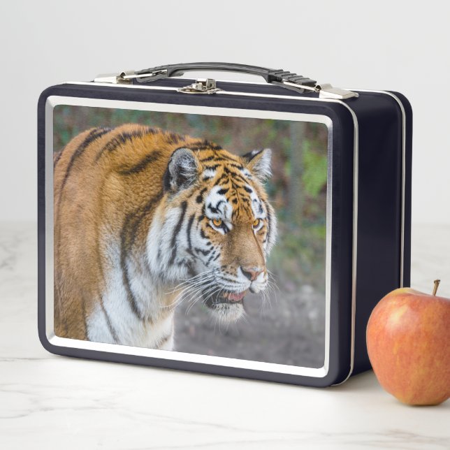 Amur tiger metal lunch box (In Situ)