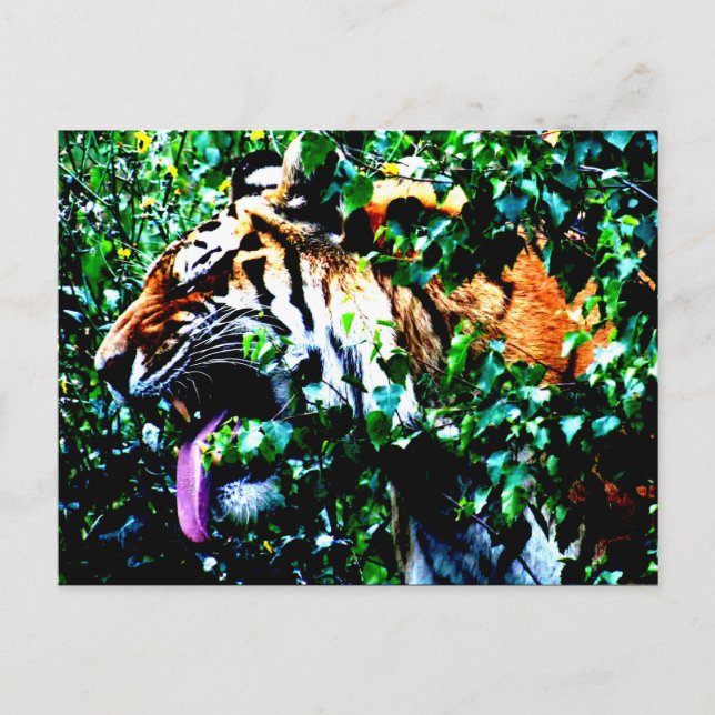 Amur Tiger pc arc4 Postcard (Front)