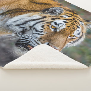 Amur tiger sherpa blanket