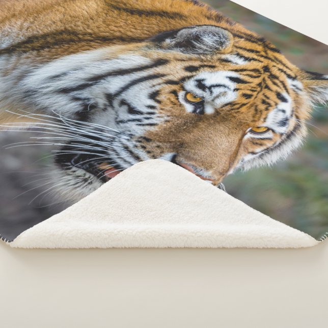 Amur tiger sherpa blanket (3/4)