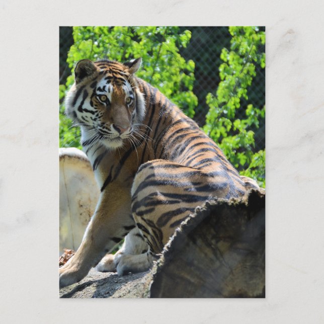 Amur Tiger (Siberian) Postcard (Front)