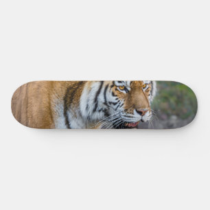 Amur tiger skateboard