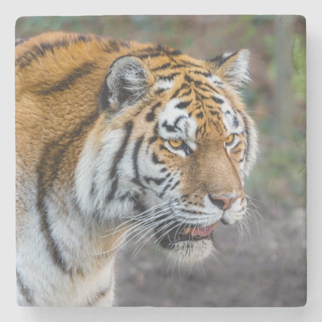Amur tiger stone coaster (Front)