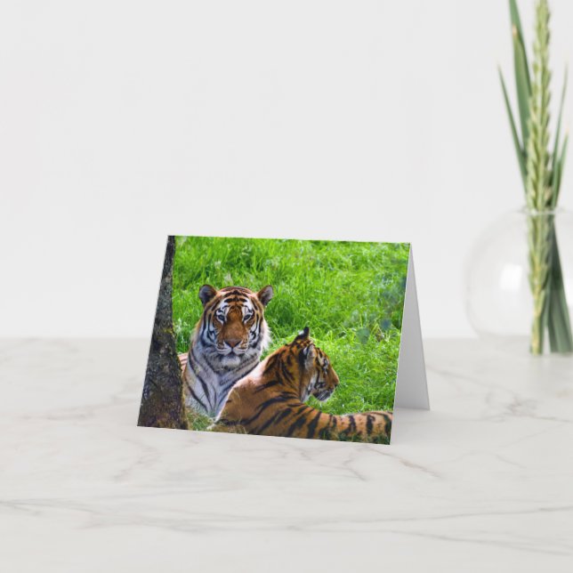 Amur Tigers Greeting card (Front)