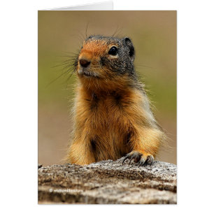 Amusant Cute Saucy Columbian Ground Squirrel