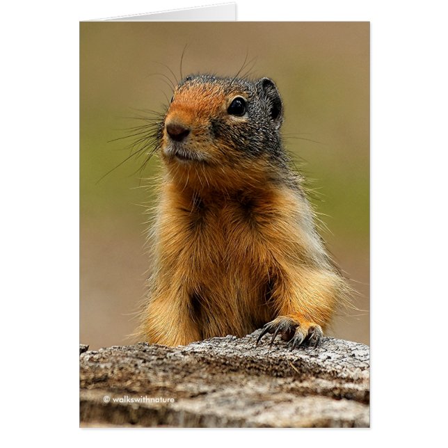 Amusant Cute Saucy Columbian Ground Squirrel (Devant)