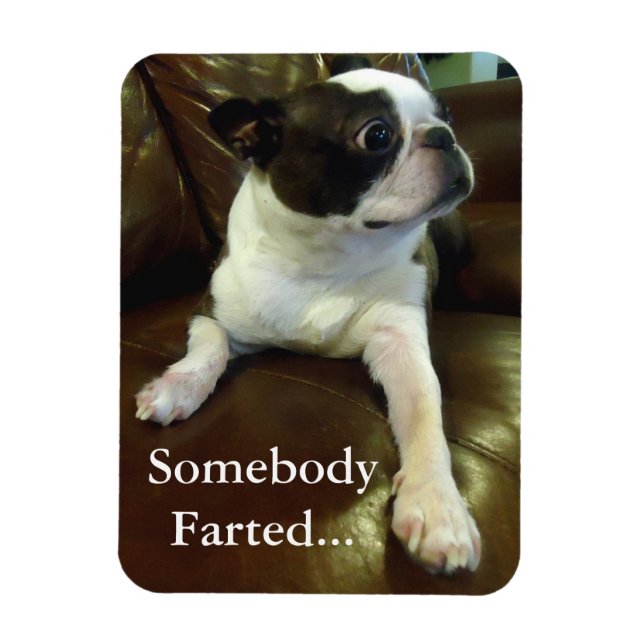 Amusant Farting Boston Terrier Magnet (Vertical)