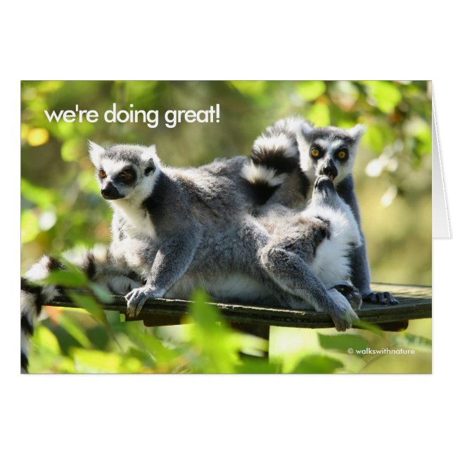 Amusant Surpris Madgascar Lemurs Monkey Business (Devant Horizontal)