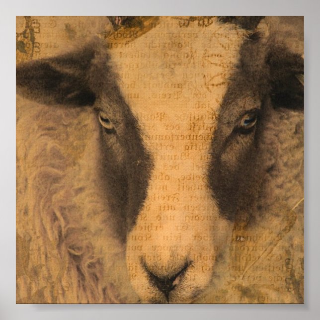 Amy a Jacob Ewe Poster (Front)