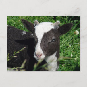 Amy's Lamb Postcard
