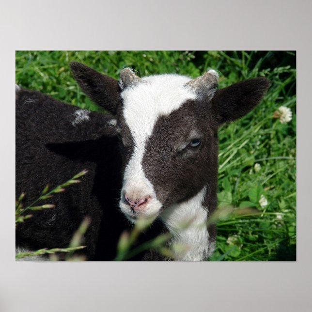 Amy's Lamb Poster (Front)