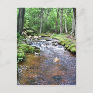 An Acadian Stream Postcard