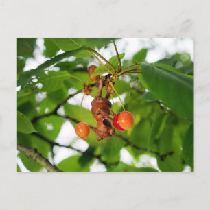 An acorn elf is eating cherries like a bat postcard