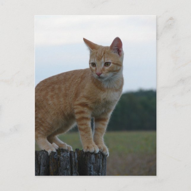 An Adorable Ginger Kitten in the Country Postcard (Front)