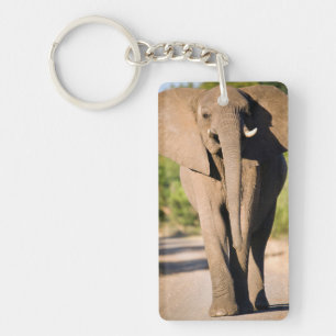 An African Elephant (Loxodonta Africana) Walks Keychain
