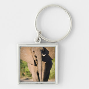 An African Elephant (Loxodonta Africana) Walks Keychain