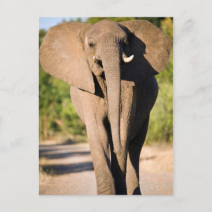 An African Elephant (Loxodonta Africana) Walks Postcard
