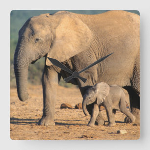 An African Elephant mother and calf on the move Square Wall Clock